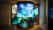 Emperor angelfish, Picasso pushers, Achilles doctors and a bamboo shark are said to swim in the TV star's fish tank.