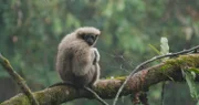 Dieses alte Weibchen ist die Partnerin des jungen Männchens – haben sich Gibbon-Paare durch ihren Gesang gefunden, bleiben sie ihr Leben lang zusammen.