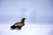 Eagle in the snow.