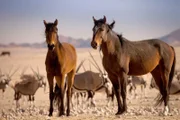 Wüstenpferde und Oryx Antilopen im Hintergrund.