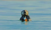 Der elf Wochen alte Südseeotter-Welpe Limpet muss erst noch lernen, den Unterschied zwischen Schalentieren und Plastikabfällen zu erkennen. Er hat  einen der Tausenden von Golfbällen gefunden, die auf den vielen Küstengolfplätzen in der Region Monterey Bay im Pazifik landen.