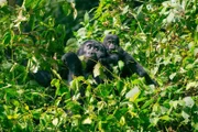 Nyakabara, ein acht Monate altes Berggorilla-Baby, muss eine Fahrt auf dem Rücken ihrer Mutter machen, während sie sich auf Nahrungssuche begibt, da sie noch nicht das Klettern im Bwindi Impenetrable Forest in Uganda gelernt hat.