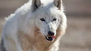 Mitten im arktischen Sommer sucht dieser Wolf in der Tundra nach Schneehasen und Moschusochsen.