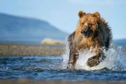 Der Braunbär jagt im flachen Wasser nach Lachsen. Während der Lachswanderung deckt er fast 90% seines jährlichen Energiebedarfs. Weitere Fotos erhalten Sie auf Anfrage.