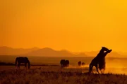 Universum: "Afrikas Wilder Westen - Namibias Wüstenpferde", Die Namib, eine der einsamsten Wüsten Afrikas: In diesem Trockengebiet an der Westküste Namibias können nur Spezialisten überleben: Oryx-Antilopen, Tüpfelhyänen oder Schakale. Doch die Namib ist auch Heimat für eine Tierart, die aus Europa kommt und sich hier erst seit 100 Jahren behauptet: die Namibs! Afrikas einzige Wildpferde sind Relikte des Diamantenbooms der deutschen Kolonialzeit - ebenso zurückgelassen wie die Geisterstädte der Minen, die vom Sand zurückerobert wurden und eine Wildwest-Atmosphäre schaffen. Rund 200 Pferde des einstigen Bestandes leben noch, behaupten sich gegen Dürre, Hitze, die ständigen Sandstürme, ständig bedroht von Skorpionen, Schlangen und Hyänen. Nur ein altes Bohrloch, mit dessen Wasser einst das Zentrum der Region, Lüderitz und die deutsche Eisenbahnlinie versorgt wurden, hilft ihnen zu Überleben. Solange die Pferde im weiteren Umkreis des Brunnens bleiben, ist gesichert, dass sie nicht verdursten. Oft aber sind die erreichbaren Weidegründe bereits abgegrast - über lange Perioden im Jahr herrscht Mangel an Nahrung. So hängt das Überlebend er Pferde jedes Jahr aufs Neue an einem seidenen Faden - ist abhängig, ob die ohnehin seltenen Regenfälle kommen oder nicht.  Ein Film von Franz Leopold SchmelzerIm Bild: Wüstenpferde.