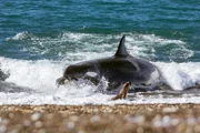 Ein Orca schnellt auf den Strand der argentinischen Halbinsel Valdés und greift eine junge Mähnenrobbe. Weniger als die Hälfte ihrer Angriffe sind erfolgreich.