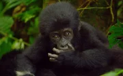 Nyakabara, ein acht Monate altes Berggorilla-Baby, muss erst noch klettern lernen. Sie ist eines von vielleicht nur 50 Berggorilla-Babys auf der Welt. Bwindi Impenetrable Forest in Uganda.