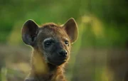 Das 12-Wochen alte Hyänenbaby Bisque kommt aus ihrer Höhle im Mara Conservancy in Kenia.