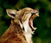 der Luchs, Lynx