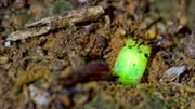 Glühende Lichter mitten im Amazonas - mit der Entdeckung einer unbekannten Käferart stoßen Insektologen auf ein neues Rätsel.