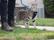 Jackson Galaxy on a sidewalk while Jay walks his cat, Zeus.
