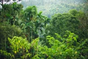 Der grüne Dschungel von Thailand - Hänge und Palmen