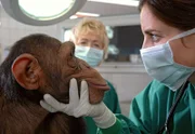 Susanne Mertens (Elisabeth Lanz) untersucht den Schimpansen Ringo.