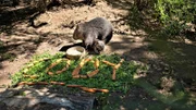 Wombastisch: Cody, so heißt mittlerweile das kleine Jungtier der Nacktnasenwombats im Erlebnis-Zoo Hannover. Mit viel Begeisterung haben Zoofans aus aller Welt auf diversen Social-Media-Plattformen für den Namen des Jungtiers gestimmt. Nun soll der kleine Wombat vor den Zoogästen ganz offiziell getauft werden.