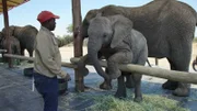 Elefanten in "Adventures with Elephants", Südafrika.