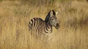 Why are zebras black and white? Zebra’s in South Africa.