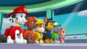 L-R: Marshall, Zuma, Rubble, Chase, Rocky, Skye