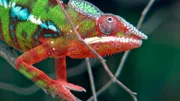 Chameleon Theo leuchtet besonders intensiv in Rot, Grün und Blau, weil er auf Brautschau ist.