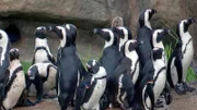 Die Pinguine aus dem Kronberger Opel-Zoo.