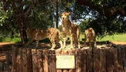 Geparden freuen sich auf ihr Fressen und warten geduldig auf dem Fütterungsplatz.