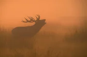 Uralte Blutlinie: Bereits vor 5.000 Jahren konnte das Röhren der Rothirsche in den Weiten Irlands gehört werden.