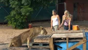 Diese Löwendame hat eine Rückenverletzung und Annika macht mit ihr Großkatzen-Gymnastik.