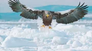 Im Winter erreicht ein besonderer Besucher aus Russland Japans Norden: Der Riesenseeadler jagt hier an den letzten offenen Stellen nach Fischen.