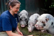 Die drei Miniwutzen lieben ihr Training mit Tierpflegerin Sabine Eitel.