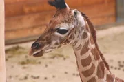 Das zwei Wochen alte Giraffenmädchen Kimara.
