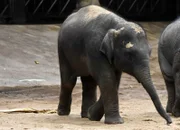 Happy Birthday! Das Elefantenkind Anjuli feiert ihren ersten Geburtstag. Weitere Fotos auf Anfrage.