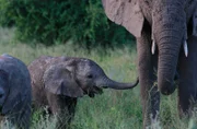 Elefantenbaby.