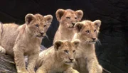 Die Löwenbabys sind los. Weitere Fotos erhalten Sie auf Anfrage.