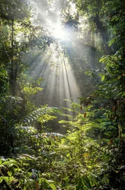 Am Äquator sind 12 Stunden Sonnenlicht das ganze Jahr über garantiert. Diese regelmäßige Energiezufuhr sorgt für üppigen Pflanzenwuchs und große Artenvielfalt in den tropischen Regenwäldern.