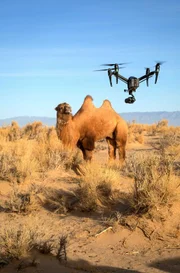 Ein wildes Baktrisches Kamel wundert sich über die Drohne, die so unvermutet in der winterlichen Wüste Gobi das Wiederkäuen stört.