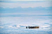 Moschusochsen sind Kältespezialisten: Die Polarnacht in Ellesmere Island ohne Sonnenlicht dauert mehrere Monate.