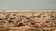 Die Weibchen der Meeresschildkröte erklimmen einmal im Jahr die Sandbänke des Amazonas, um ihre Eier zu legen. In der Vergangenheit funktionierte ihr Timing perfekt, und die Jungen schlüpften, bevor die Regenzeit die Nester überschwemmte. Durch die Veränderung des weltweiten Klimas beginnt es jedoch immer früher zu regnen, und viele Jungtiere ertrinken jedes Jahr in ihren Sandhöhlen.