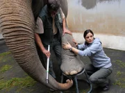 Susanne (Elisabeth Lanz) und ein Tierpfleger nehmen eine Blutprobe von Elefantendame Rhani.