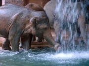 Die Elefanten nehmen eine Dusche.