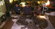 Panzer-Puzzle: Internationale Wissenschaftler setzen die fossilen Panzerteile einer Riesen-Schildkröte zusammen. Links zum Vergleich der Panzer einer heutigen Meeres-Schildkröte.
