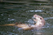 Mit einem Gewicht von bis zu 12 Kilo und einer Länge von 130 cm sind Otter etwa doppelt so lang und schwer wie Hauskatzen.