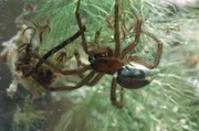 Wasserspinnen können sich Luftnester bauen, aus denen heraus sie unter Wasser auf die Jagd gehen.