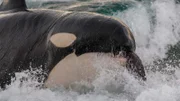 Der Schwertwal ist eine von zwei Arten, denen es gelingt, unbeaufsichtigte Seelöwenjungen vom Strand wegzuschnappen.