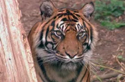 Tigerin Malea im Frankfurter Zoo.