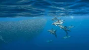 Delfine umkreisen einen Sardinenschwarm