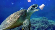 Karettschildkröten sind durch Plastikmüll gefährdet.