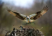 Ein Fischadler beim Landeanflug auf sein Nest