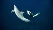 Delfin mit Apnoetaucher