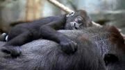 Das vier Monate alte Gorillababy Wela im Frankfurter Zoo.