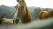 A horse eating grass