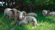 Zum Hof gehören die Guteschafe, auch Gotlandschafe genannt, zur Grünlandpflege, für Fleisch und Wolle. Die Shropshire-Schafe gehen nicht an Bäume und Büsche ran.